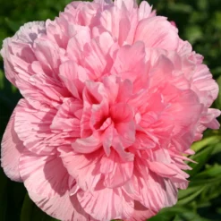 Paeonia Officinalis 'Rosea Plena' (Bauerngarten-Pfingstrose)