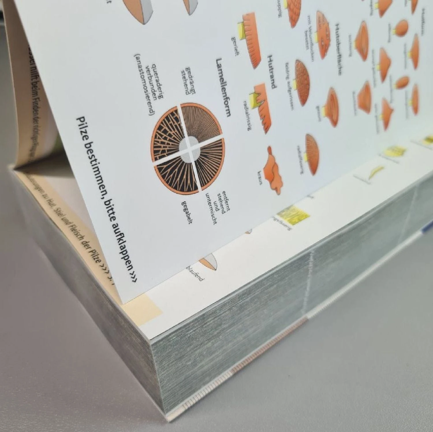 Der Große Kosmos Pilzführer (Hans E. Laux) – Bild 2