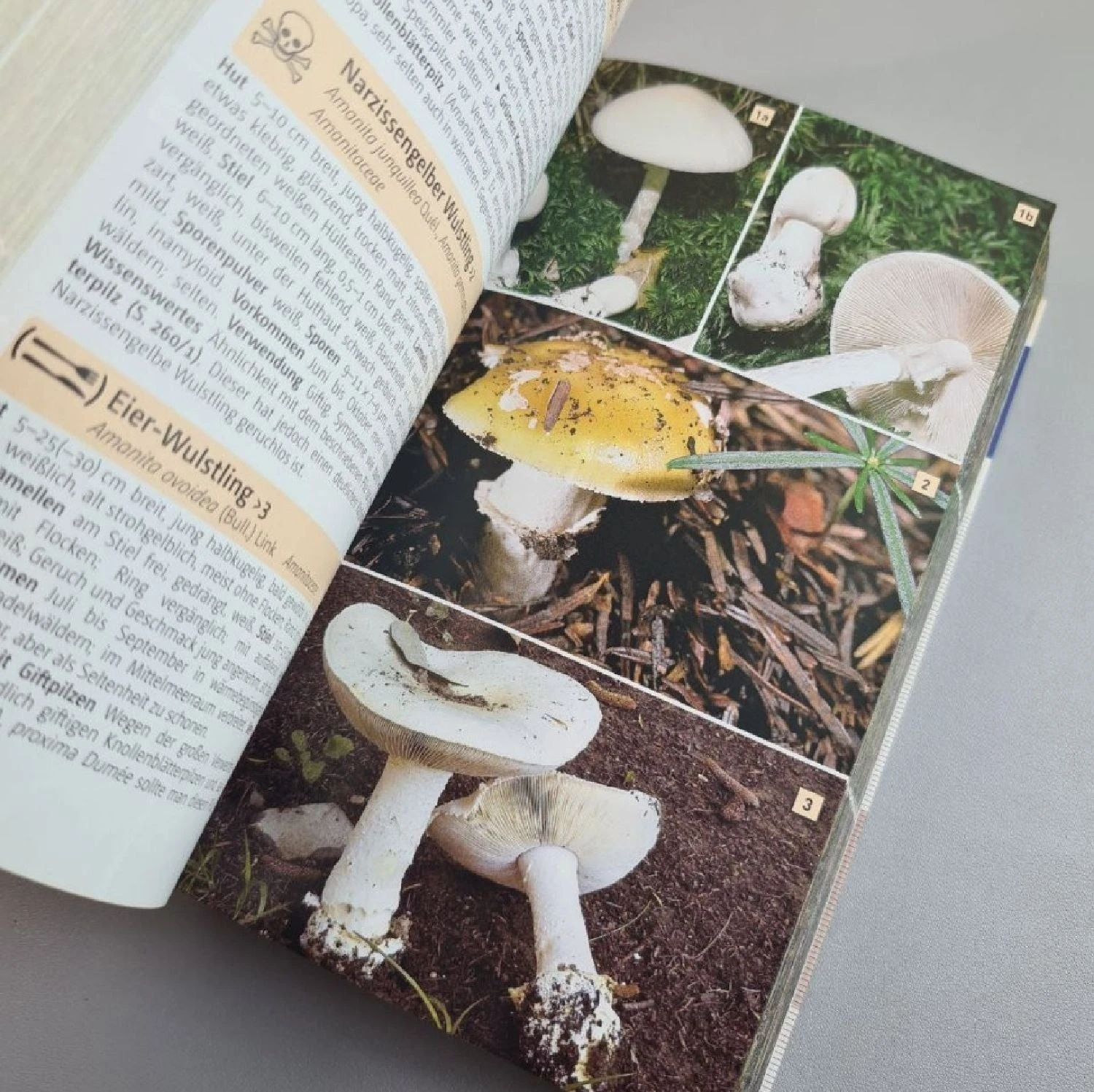 Der Große Kosmos Pilzführer (Hans E. Laux) – Bild 5