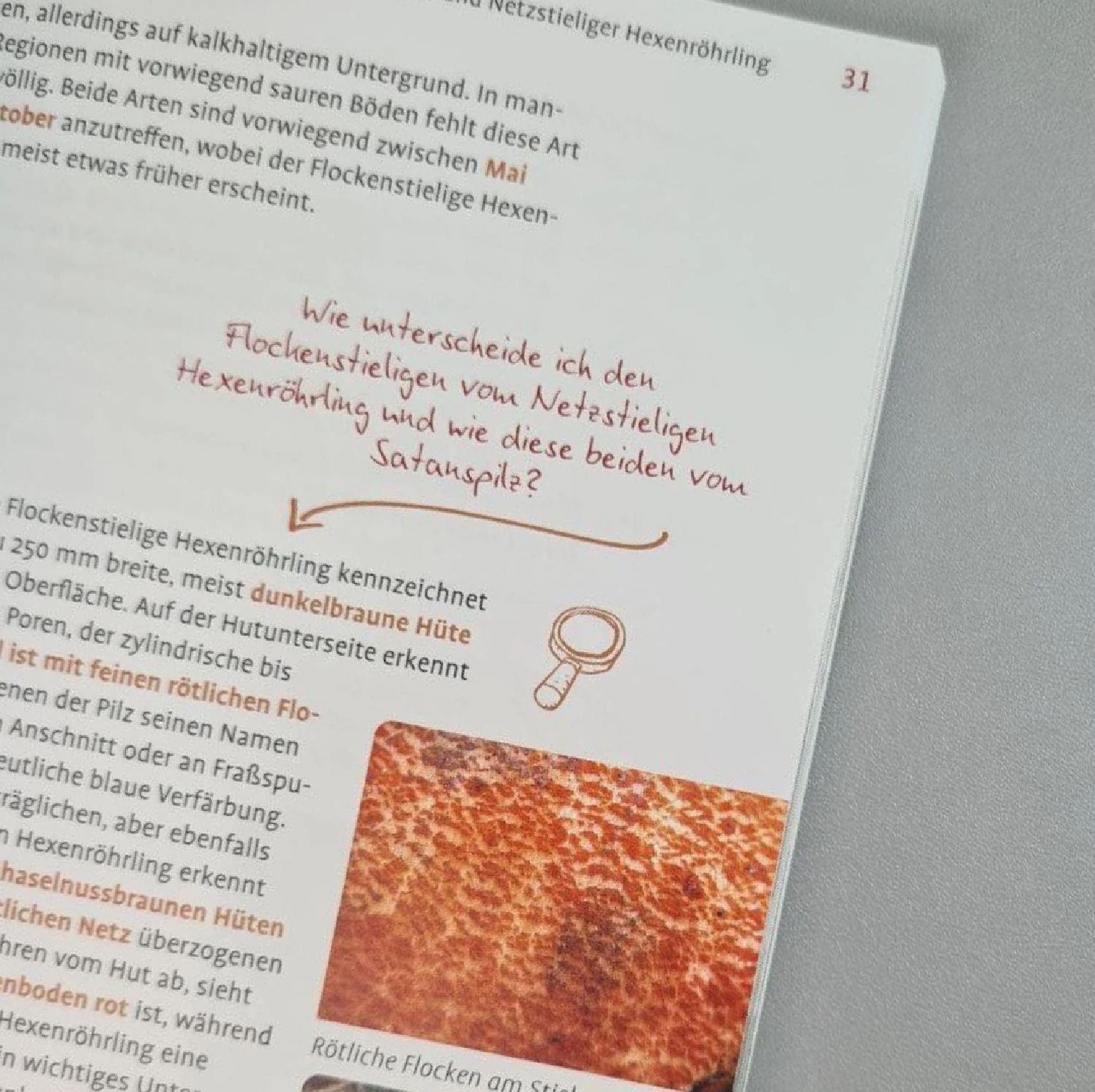 Pilze FAQ (Björn Wergen) – Bild 4