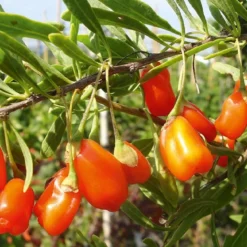 Lycium Barbarum "Natascha" (Goji-Beere)