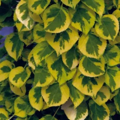 Hydrangea Petiolaris 'Miranda' (Panaschierte Kletterhortensie)
