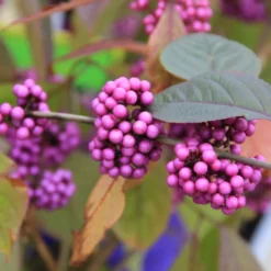 Callicarpa Bodinieri 'Profusion' (Schönfrucht; Liebesperlenstrauch)