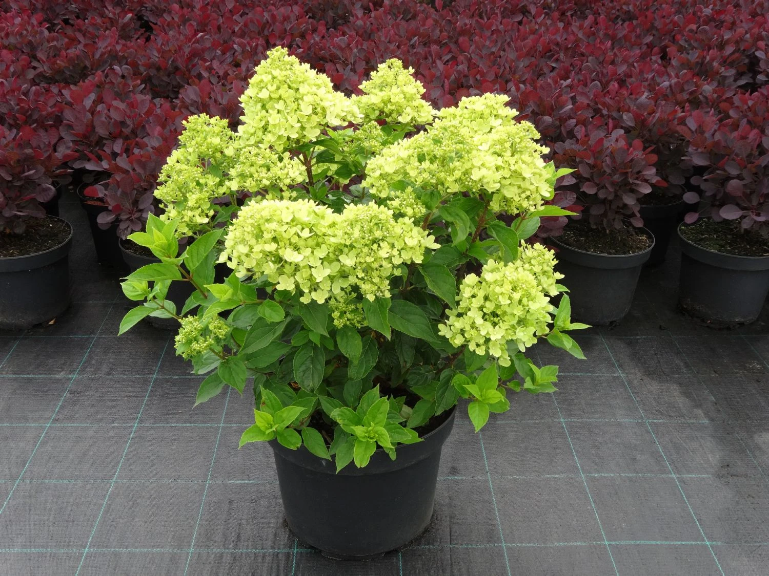 Hydrangea Paniculata 'Little Lime' (Rispenhortensie)