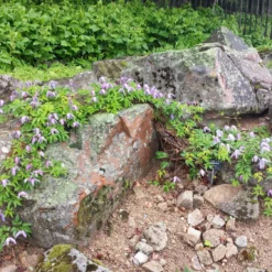 Clematis Alpina (Alpen-Waldrebe)