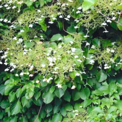 Hydrangea Petiolaris (Kletterhortensie)