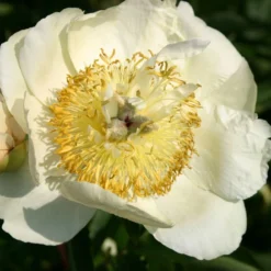 Paeonia Lactiflora 'Clair De Lune' (Staudenpfingstrose)