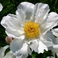 Paeonia Lactiflora 'Krinkled White' (Staudenpfingstrose)